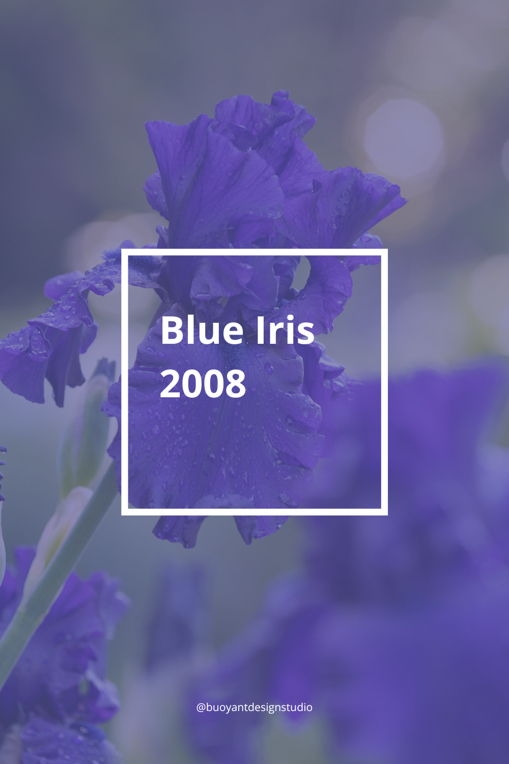 Blue Iris 2008