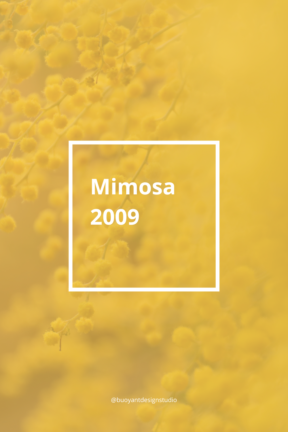 Mimosa 2009