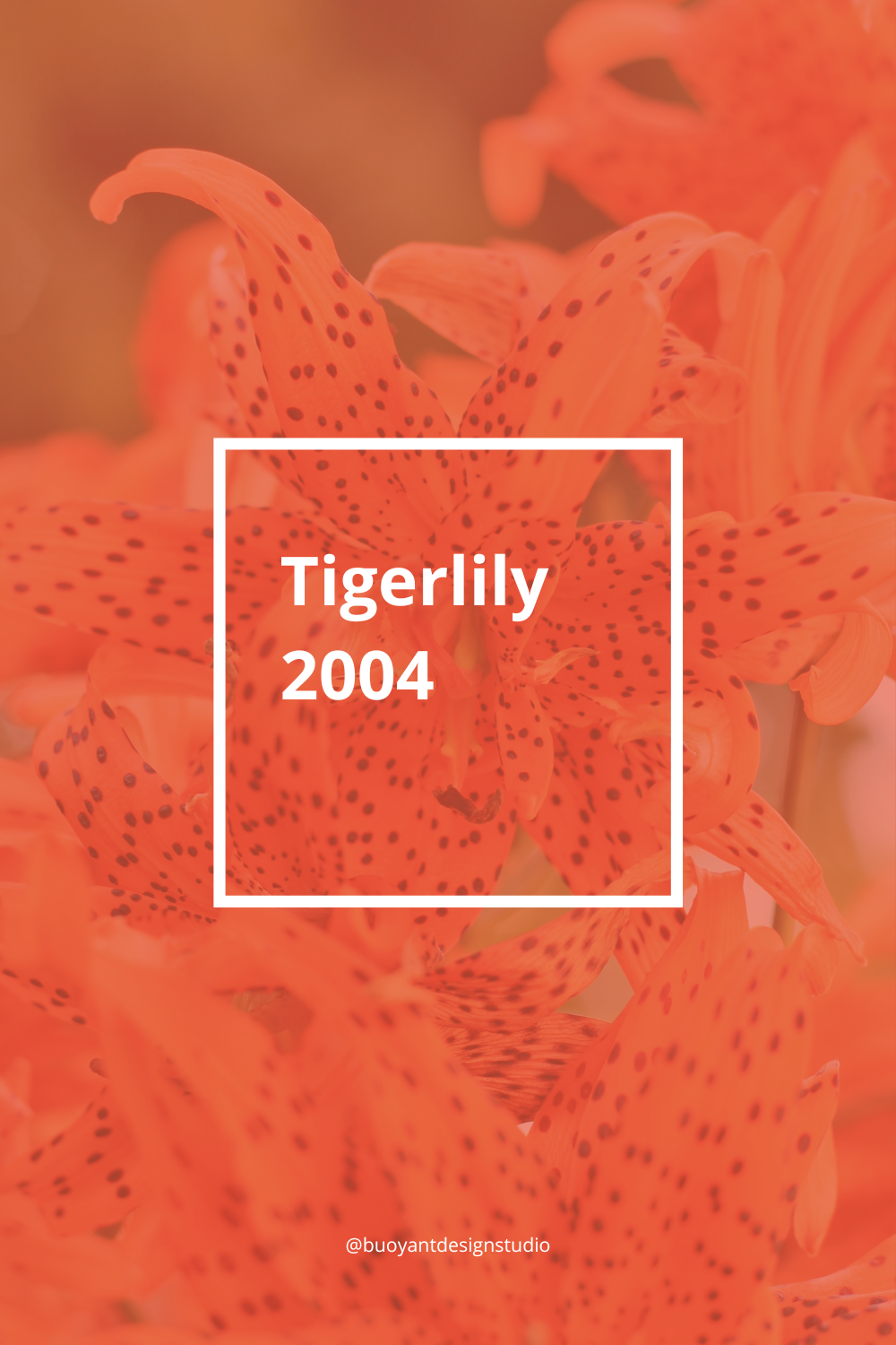 Tigerlily 2004